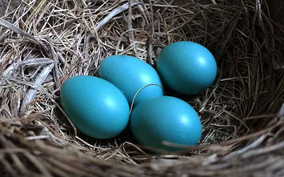 Blue Eggs