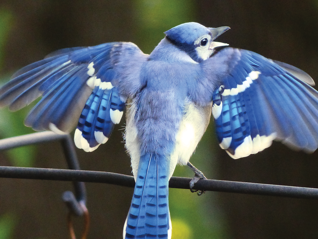 Blue Jay