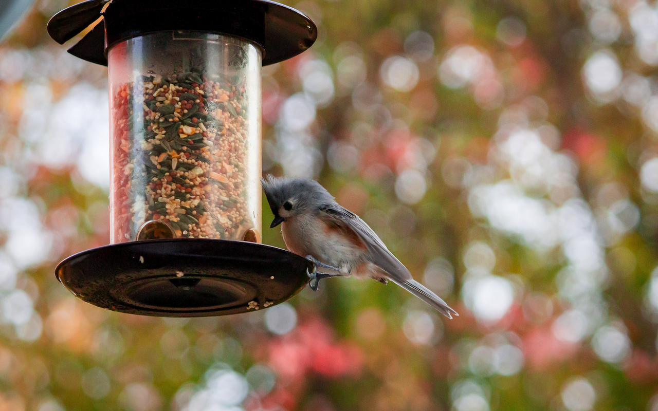 Bird Feeder